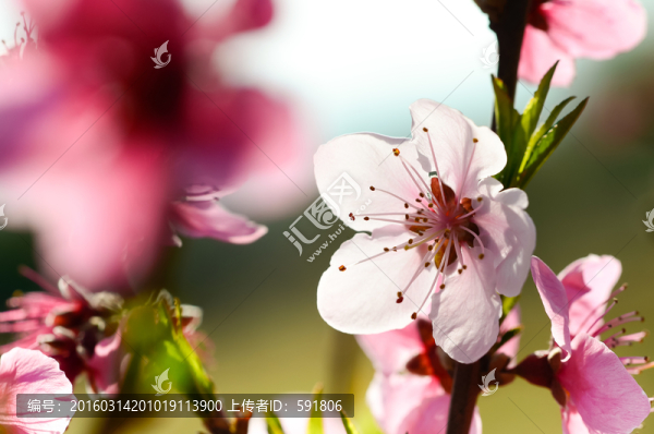 桃花春色