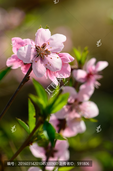 桃花春色