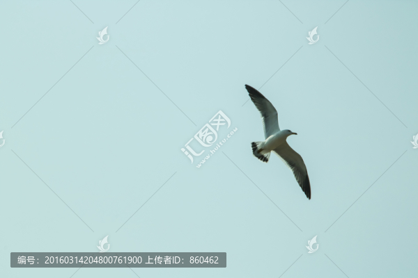 海鷗