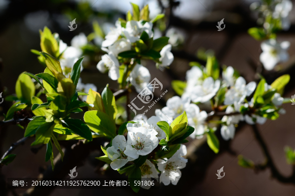 李子花