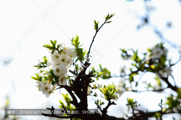 李花