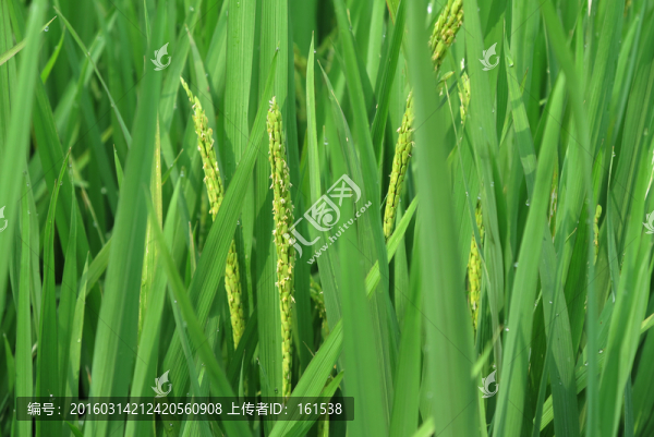 水稻,稻花
