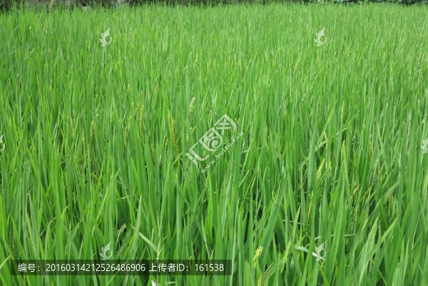 稻田,水稻