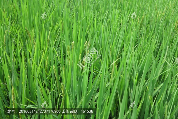水稻,稻花