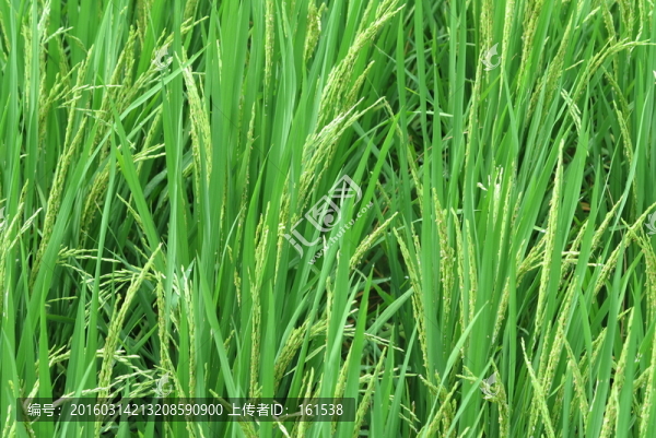 稻花,水稻