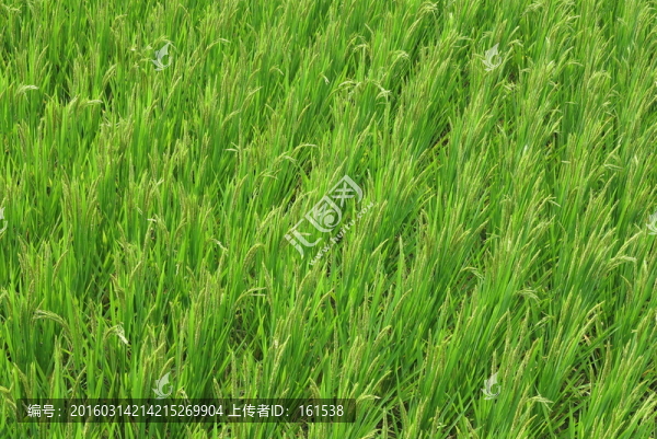 稻花,水稻