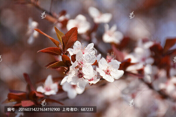 紫葉李花