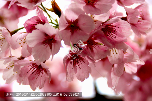 櫻花
