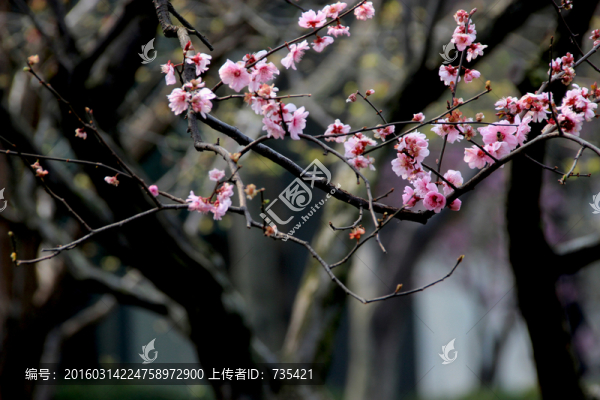 梅