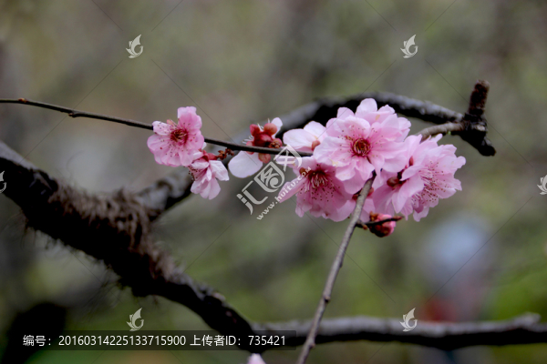 梅花