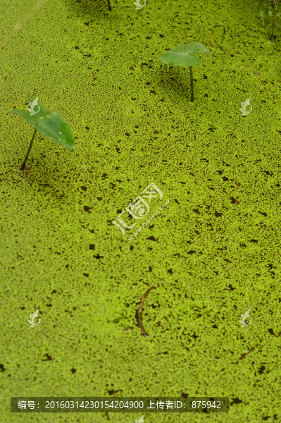 植物素材-匯圖網(wǎng) www.fosd68.com 植物素材