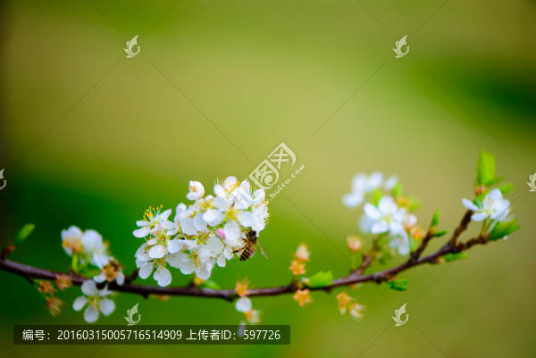 蜜蜂采蜜