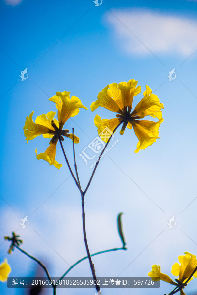 黃花風(fēng)鈴