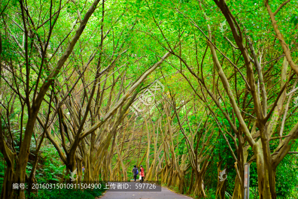 森林小路