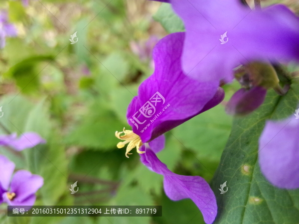 迎春花