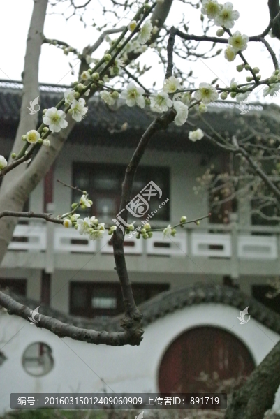 莘莊公園梅花