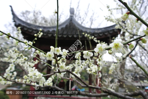 莘莊公園梅花,亭子