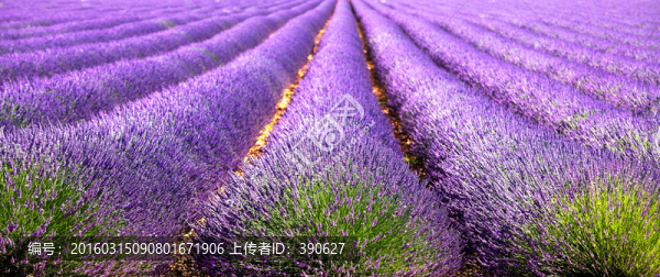 薰衣草