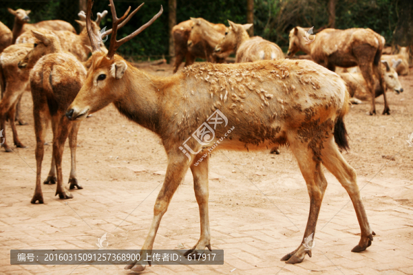 麋鹿,動物