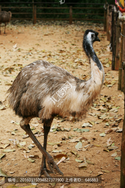 鴯鹋,鳥類,動物世界