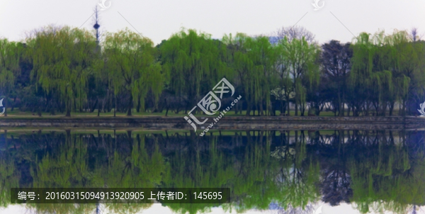 河邊楊柳