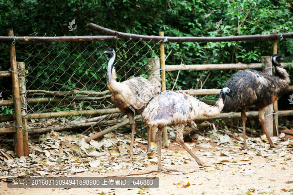 鴯鹋,鳥類,動物世界