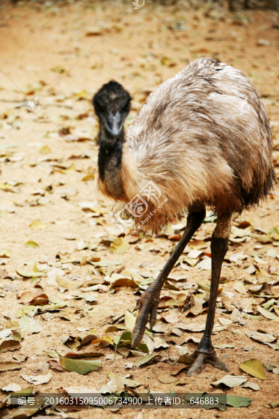 鴯鹋,鳥類,動物世界