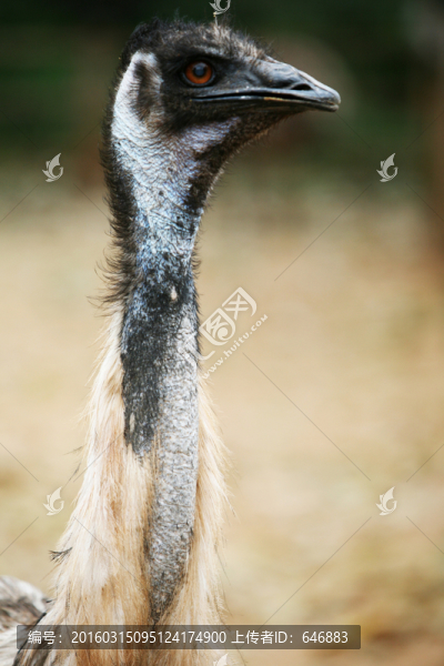 鴯鹋,鳥類,動物世界