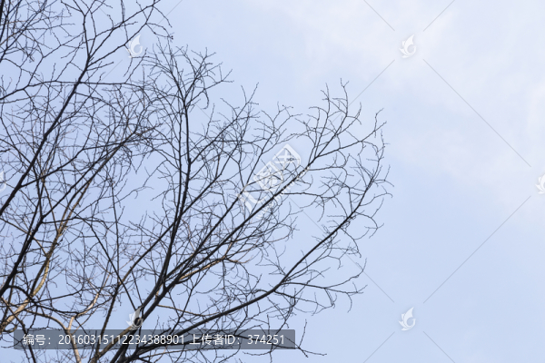 枯樹枝