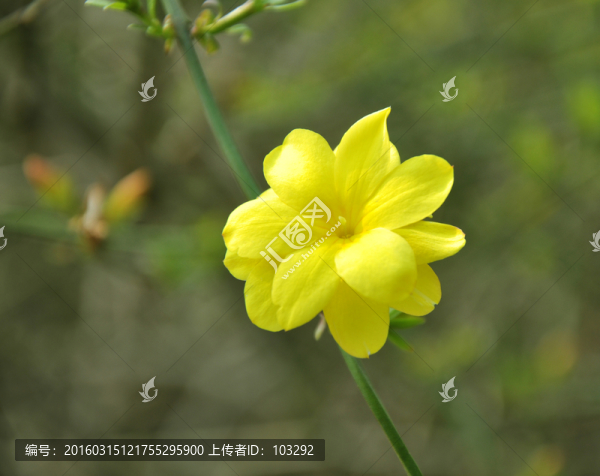 一朵黃色的迎春花
