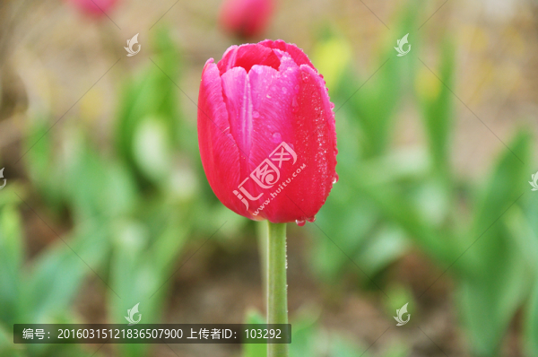 紅色的郁金香
