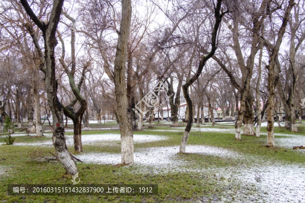 春雪