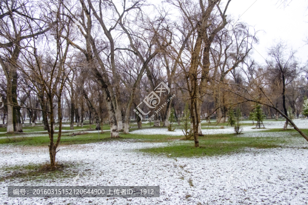 春雪