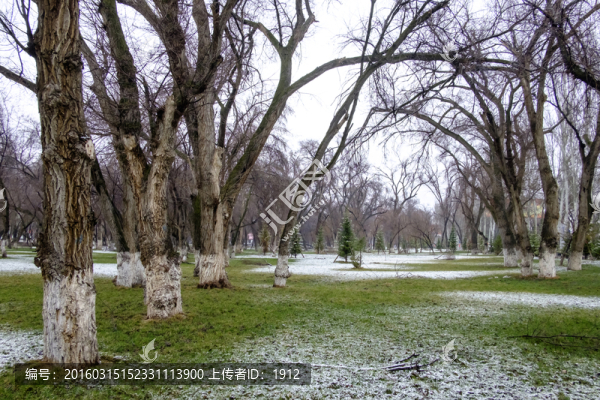 春雪