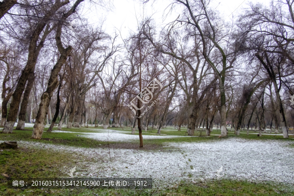 春雪