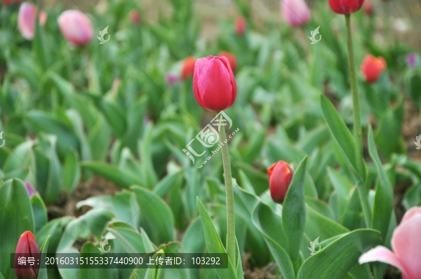 郁金香花圃