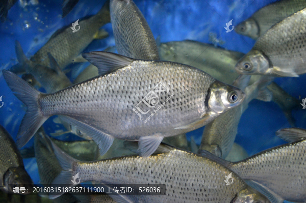 邊魚