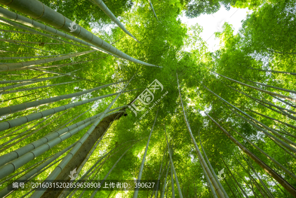 竹林
