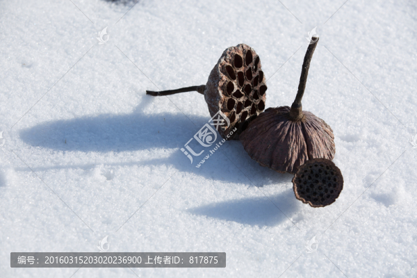 殘荷