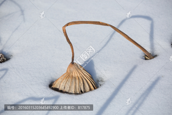 殘荷