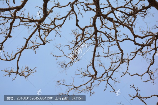 樹枝