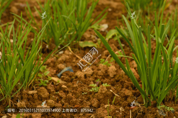韭菜