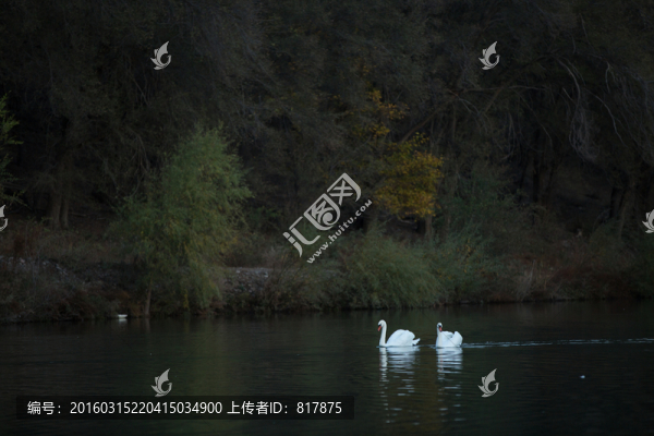 天鵝
