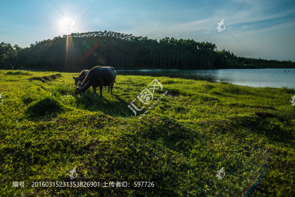 湖岸草地黃昏水牛