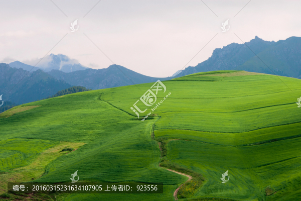 麥田風光