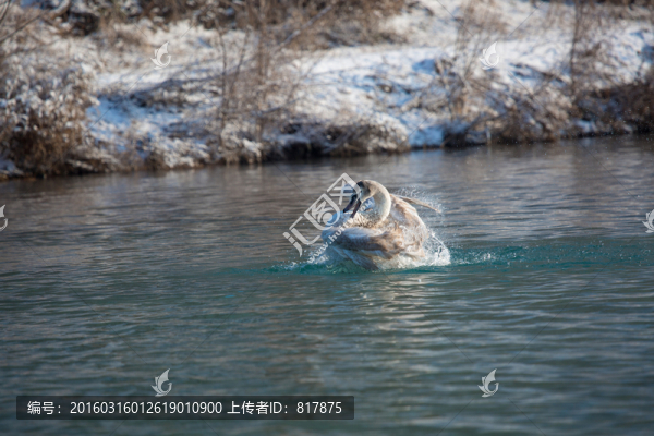 天鵝