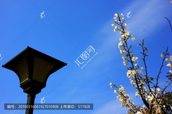 櫻花