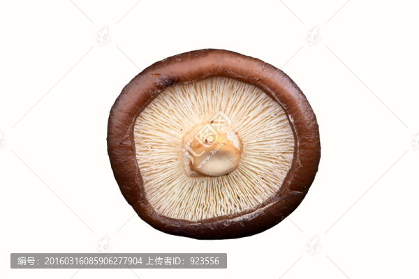 香菇