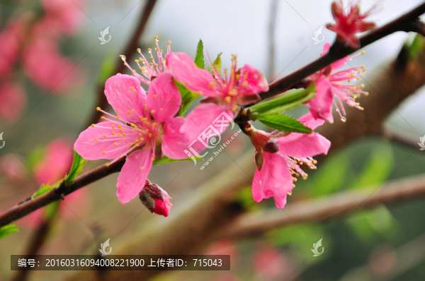 桃花