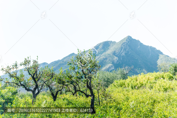 十三陵磨盤柿
